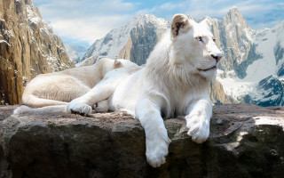 White lion rock mountain range - a white lion free wallpaper