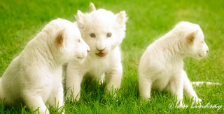 Three white puppies sitting grass - looking free wallpaper