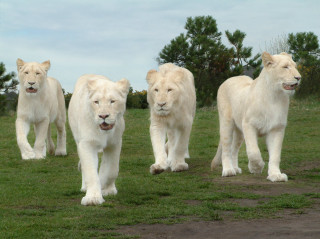 White lions green field nature - a lush green field of grass free wallpaper