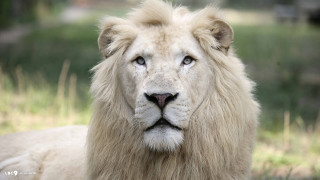 White lion blue eyes majesty - a long mane free wallpaper
