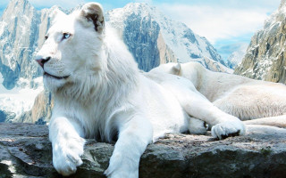 White tiger rock mountain snow 2 - top of a rock next free wallpaper