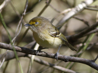 Small bird perched tree branch 8 - australian tonalism free wallpaper for desktop