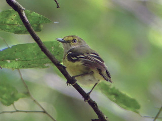 Bird branch leaves blurry background 2 - the background and a blurry background of leaves free wallpaper