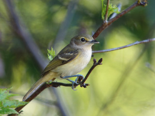 Bird branch tree leaves blurry 2 - branch and a blurry background free wallpaper