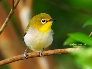Yellow bird forest illustration blurry - round free wallpaper