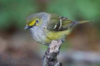 Small bird perched branch blurry - female free wallpaper