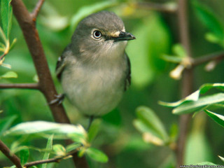 Small bird perched tree branch - green leaf free wallpaper
