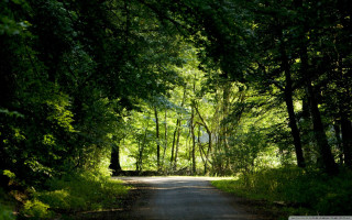 Road trees grass light end - alen divi free wallpaper