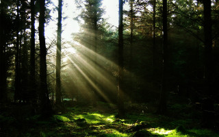 Sunbeam forest trees grass sunlight - the ground and the sun free wallpaper