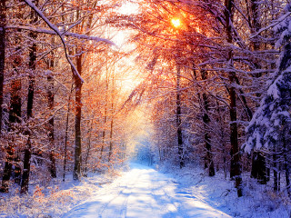 Snowy road trees snow sunlight - a snowy road free wallpaper