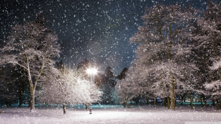 Snowy night park trees lights 2 - all free wallpaper