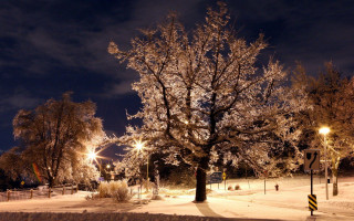 Tree snowy field night street 2 - a street free wallpaper