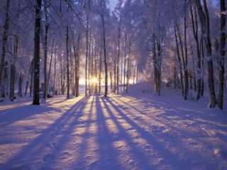 Snowy path forest sunlight trees 3 - a snowy path in a forest free wallpaper