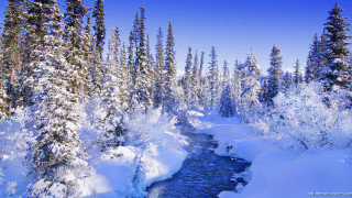 River snow forest trees ground - tree and snow covered ground free wallpaper