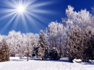 Sunny winter snow trees bright - the ground and trees free wallpaper for desktop