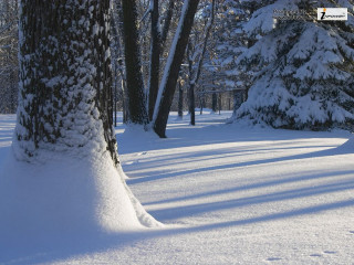 Snow covered path park trees - tree and snow covered ground free wallpaper