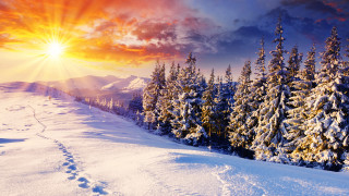 Snowy landscape sunset trees trail - a snowy landscape free wallpaper