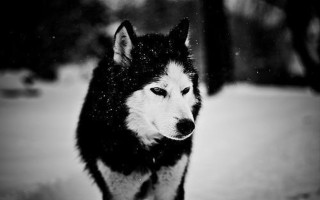 Husky dog snow sad look - husky free wallpaper