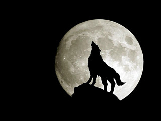 Wolf rock fullmoon blacksky night - a black sky free wallpaper