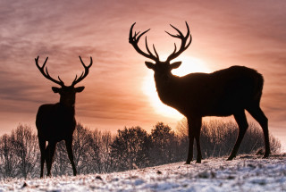 Two deer snow sunset trees 2 - a cloudy sky in the background free wallpaper for desktop