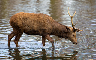 Deer horns water fish ecological - a deer free wallpaper