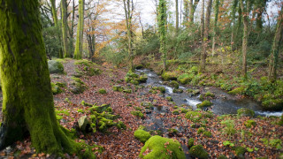 Stream lush forest mossy ground - covered ground free wallpaper for desktop