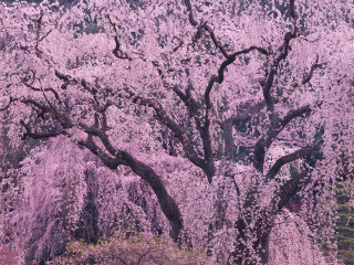 Large tree pink flowers park - bloom free wallpaper for desktop