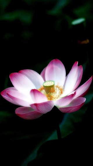 Pink flower yellow center dark 2 - tranquil free wallpaper for mobile