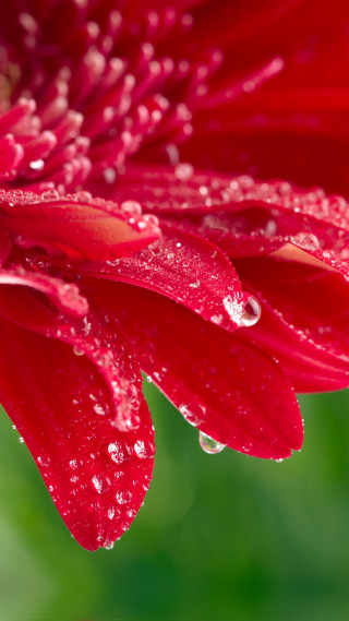 Red flower water droplets petals - water droplet free wallpaper for mobile