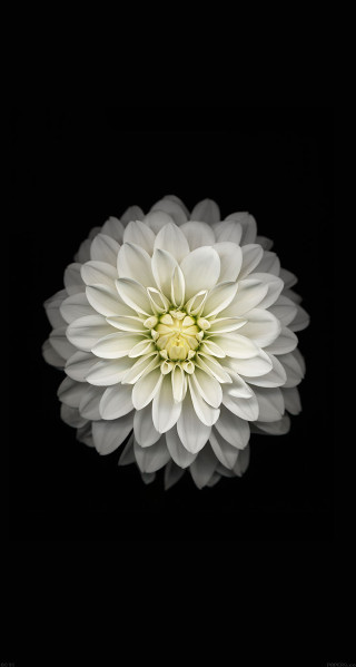 White flower black background closeup - a white flower free wallpaper