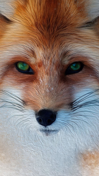 Fox green eyes white nose - realistic free wallpaper for mobile