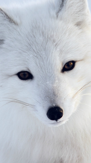 White fox brown eyes camera - free dogs wallpaper for mobile