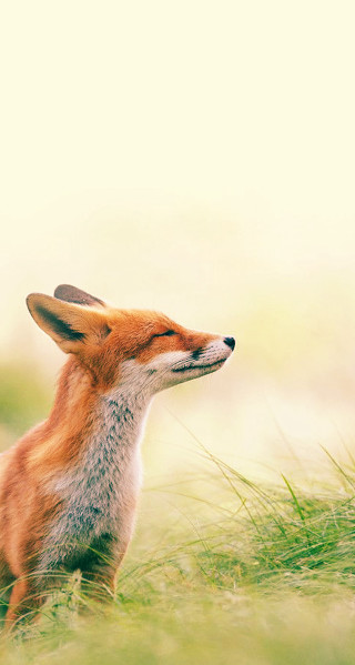 Small fox sitting in grass - open free wallpaper for mobile