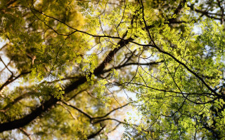 Tree branches view below sky - the leaf free wallpaper