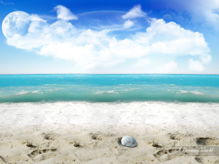 Seashell sandy beach blue sky - a sandy beach free wallpaper