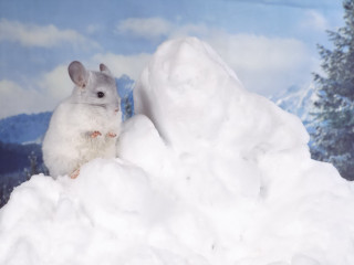 White mouse snow mountain surrealism 2 - top of a pile free wallpaper