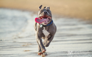 Dog running beach frisbee tongue 2 - a frisbee free wallpaper for desktop