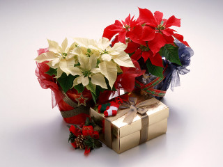 Gift box bouquet flowers present - present free wallpaper for desktop