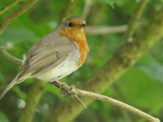 Bird sitting branch tree leaves 2 - the background and a blurry background of leaves free wallpaper