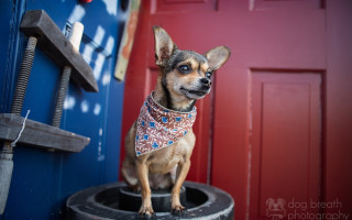Small dog bandana tire red - a bandana free wallpaper