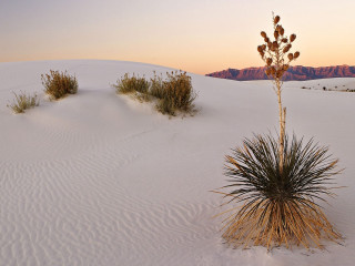 Small plant desert sunset mountains - single free wallpaper for desktop