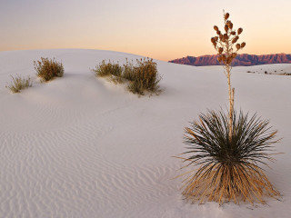 Plant desert mountain sunset dawn 3 - photograph free wallpaper for desktop