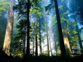 Foggy forest tall trees sunlight - free forest wallpaper