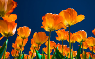 Orange flower sunset blue sky - dirck van der lisse free wallpaper