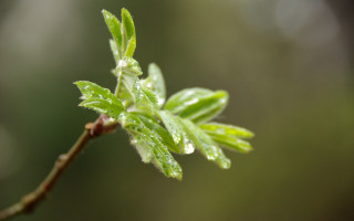 Close up leaf water droplets 3 - a close up of a leaf free wallpaper
