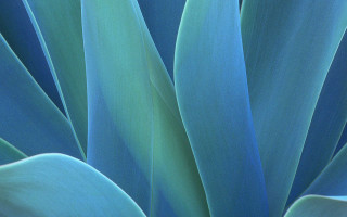 Blue plant green leaves sky 2 - ansel adams free wallpaper
