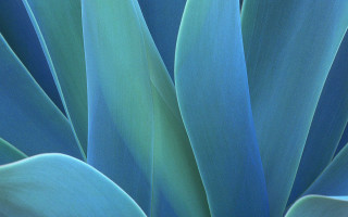 Blue plant green leaves closeup - ansel adams free wallpaper