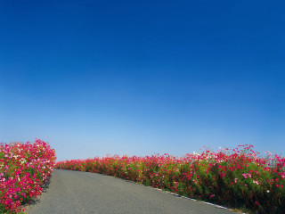 Flower field blue sky road - path free wallpaper