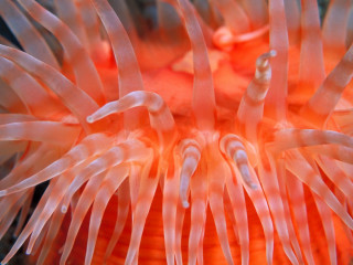 Orange sea anemone white stripe - tentacle free wallpaper for desktop
