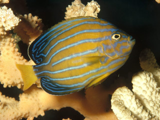 Blue yellow fish coral reef 2 - a coral reef free wallpaper